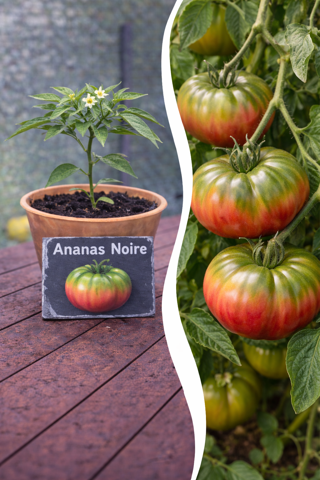 Jungpflanze der Tomate Ananas Noire von Semenlina, junge grüne Tomatenpflanze mit Blättern und Trieb, auf Anzuchterde.