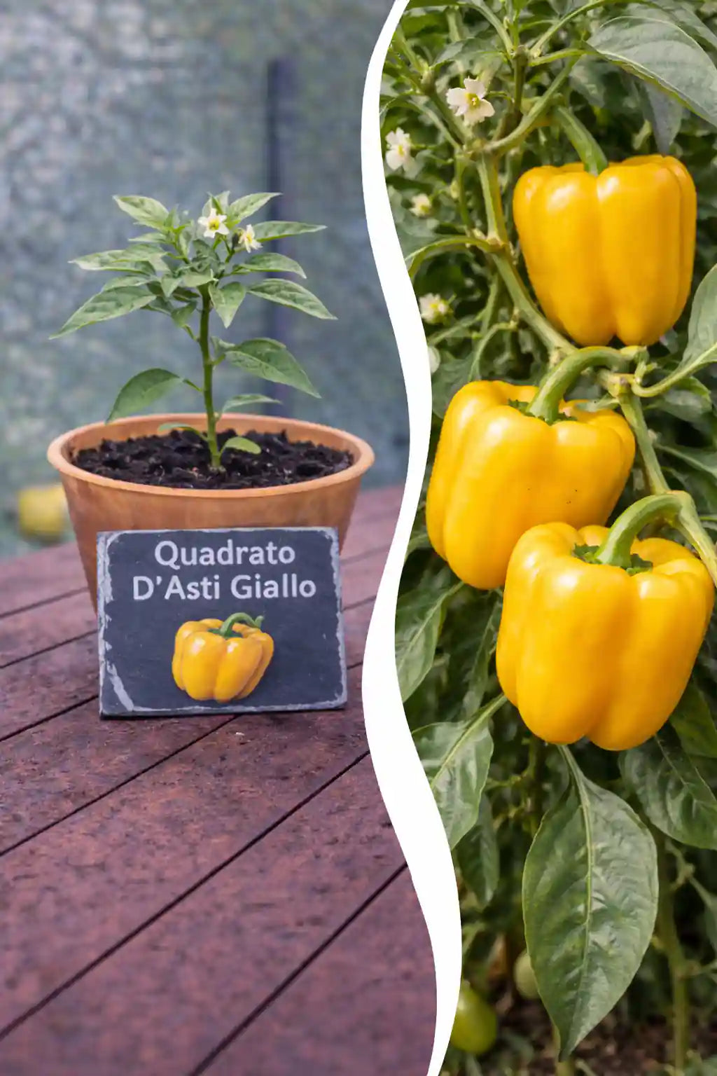 Jungpflanze Paprika Quadrato d’Asti Giallo von Semenlina, junge gelbe Paprikapflanze in Anzuchttopf auf Gartentisch