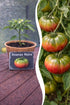 Jungpflanze Tomate - Ananas Noire - Wurzelwerk Design
