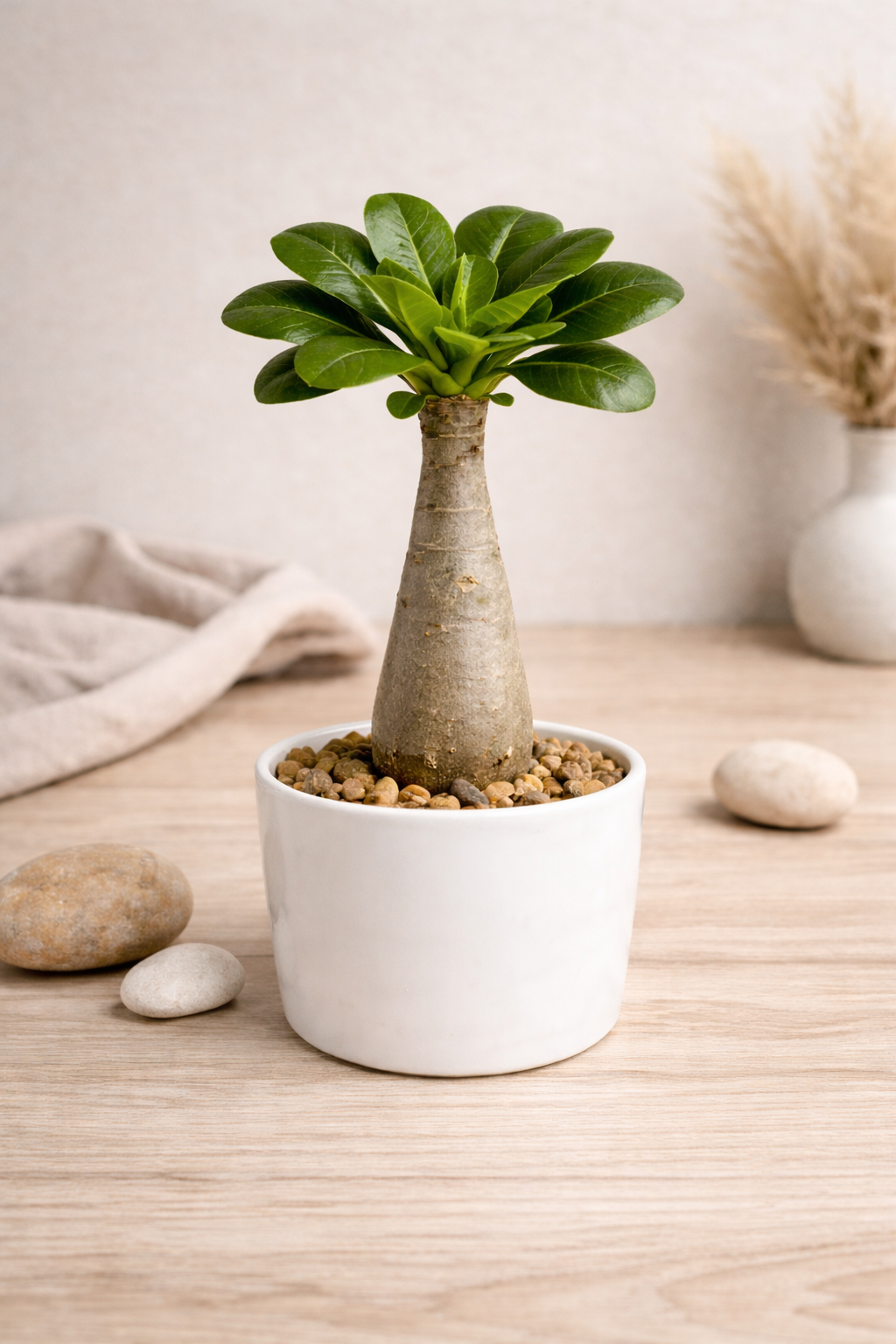 Hawaii-Palme Birghamia Insignis, Everspring, 25 cm hoch, Topf mit 12 cm Durchmesser, grüne Pflanze mit großen Blättern