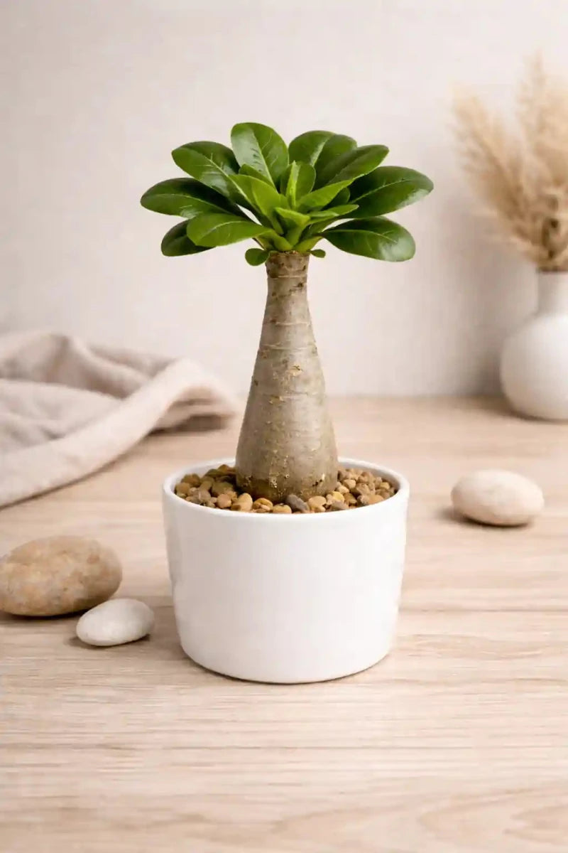 Hawaii - Palme Brighamia Insignis - 25 cm - Ø 12 cm - Wurzelwerk Design