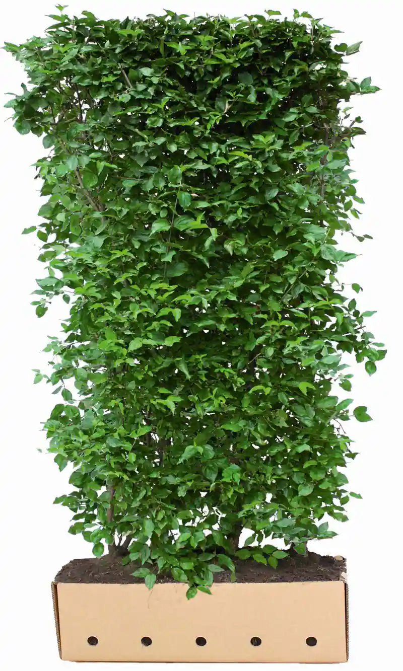 Vorgemachte Cornus mas Hecke von QUICKHEDGE, 200 cm hoch, grüne Laubhecke mit roten Beeren, in einem Garten.