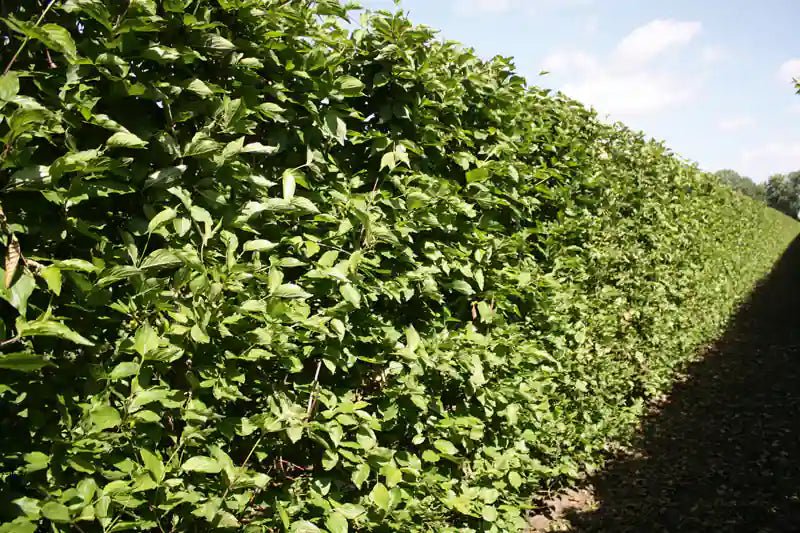 Vorgemischte Cornus mas Hecke, 200 cm hoch, schnelle Fertighecke von QUICKHEDGE, grüne Blätter, sommerlich.