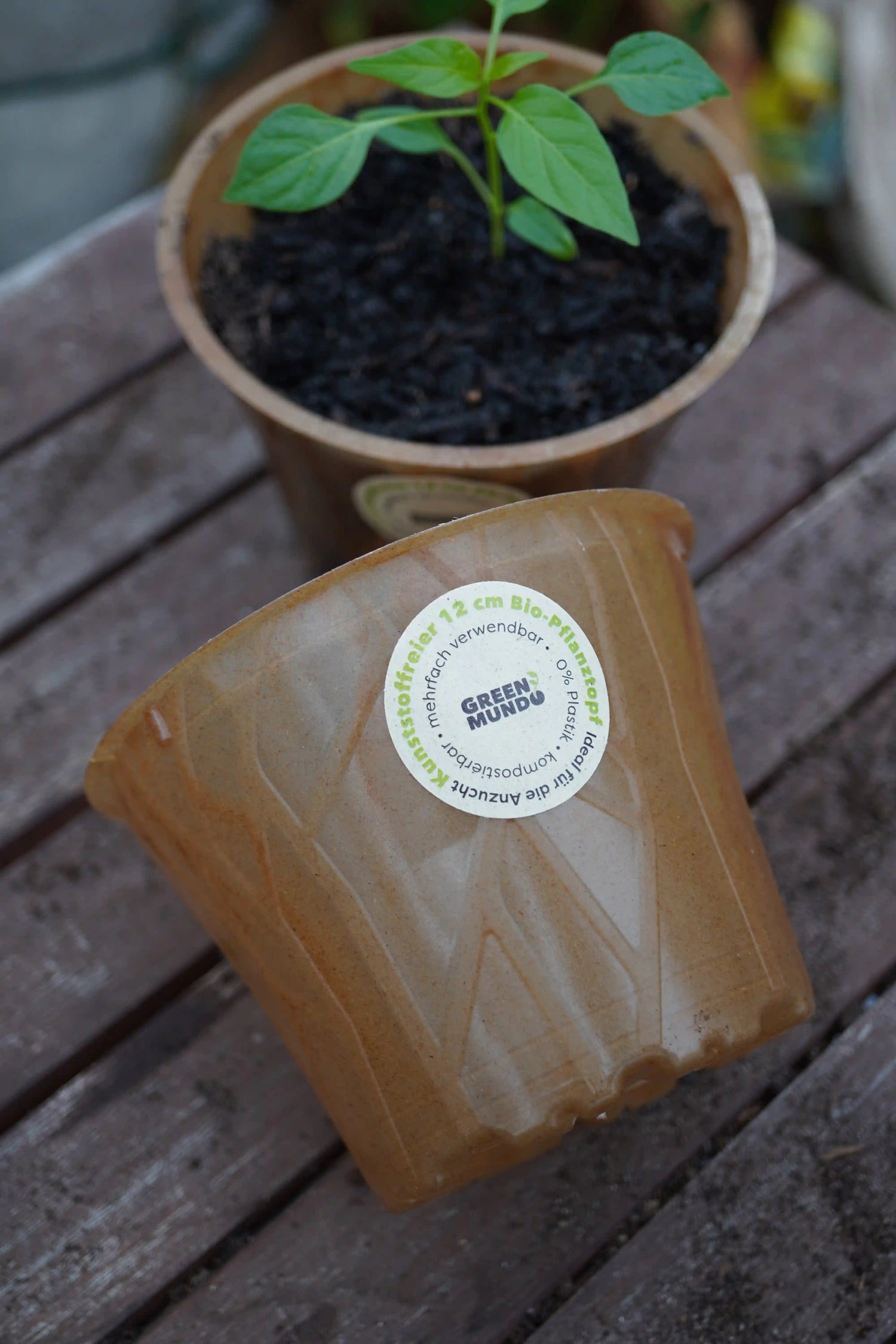 Bio-Pflanztopf aus Plastikfrei, 6cm Durchmesser, Zubehör von Semenlina, ideal für nachhaltige Garten- und Pflanzenpflege.