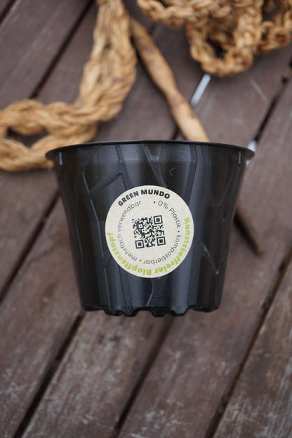 Bio-Pflanztopf 6cm aus plastikfreiem Zubehör von Semenlina, kleines nachhaltiges Pflanzgefäß aus nachhaltigem Material