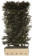 Fagus sylvatica &
