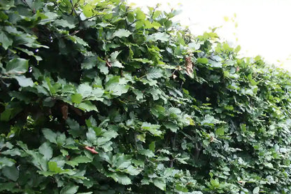 Fagus sylvatica Fertighecke von QUICKHEDGE, sommergrüner Buchsbaum, 80cm bis 200cm, dicht und gepflegt, grüne Blätter, Gartenhecke