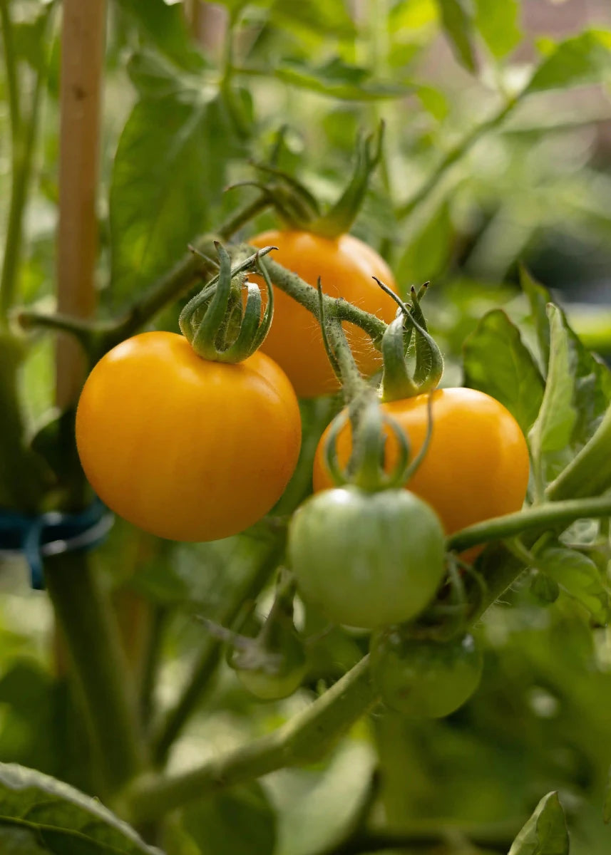 Goldene Königin - Tomatensamen - Historische Sorte - Wurzelwerk Design