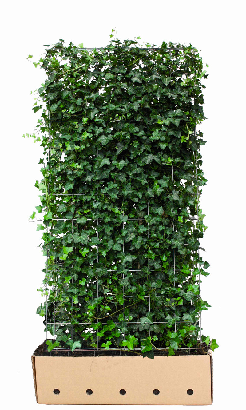 Hedera hibernica Fertighecke 180cm