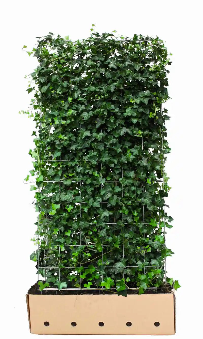 Efeu hedra hibernica Heckenpflanze von QuickHedge, fertig gewachsene Hecke, 180 cm hoch, grüne Blätter, dichte Heckenpflanze