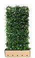 Efeu hedra hibernica Heckenpflanze von QuickHedge, fertig gewachsene Hecke, 180 cm hoch, grüne Blätter, dichte Heckenpflanze