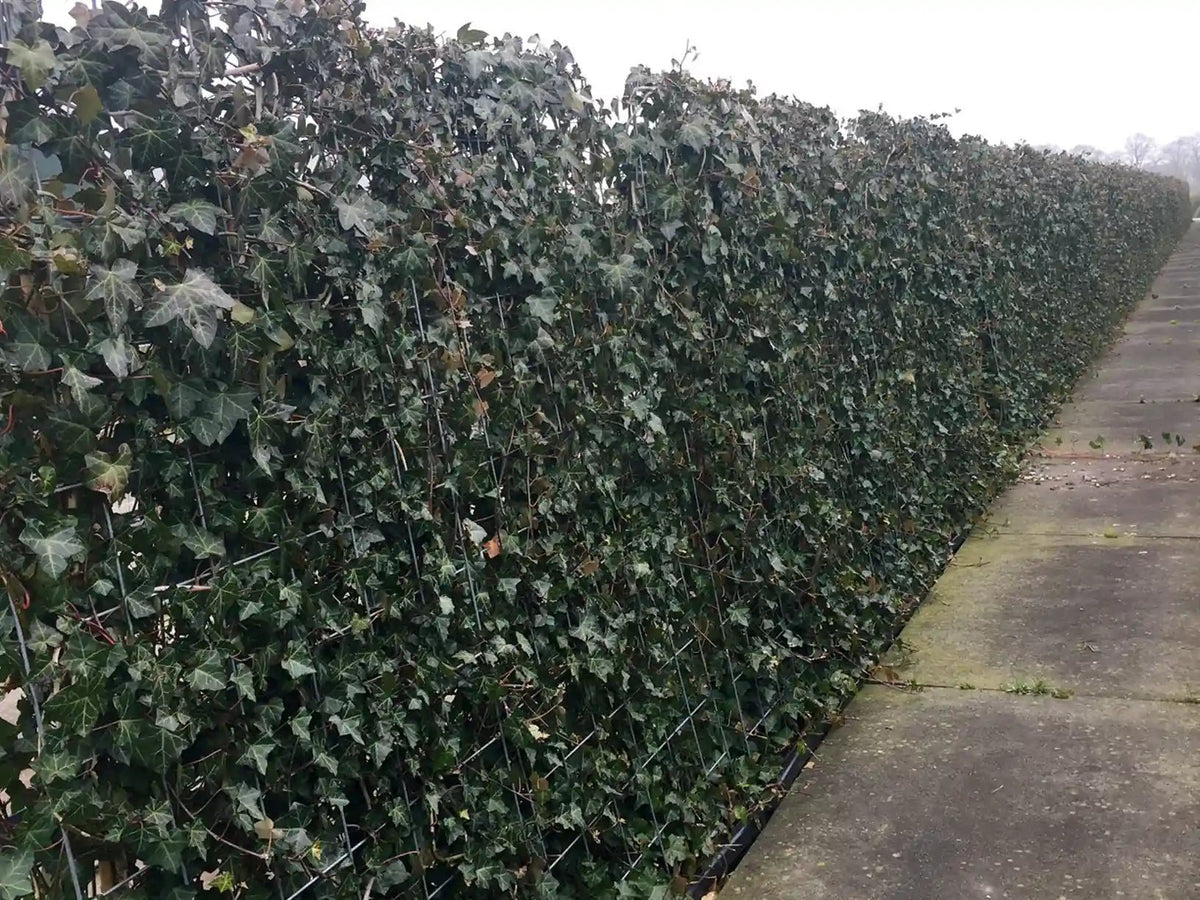 Efeu (Hedera hibernica) Fertighecke, 180cm, grüne Heckenpflanzen von QuickHedge im Winter mit dichter Blattbedeckung