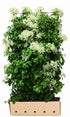Hydrangea anomala petiolaris Heckenpflanze von QuickHedge, fertig zum Pflanzen, 180 cm hoch, grüne Blätter, Kletterpflanze