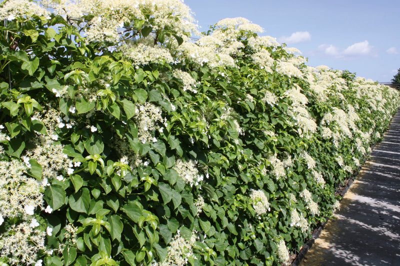 Hydrangea anomala petiolaris Fertighecke 180cm