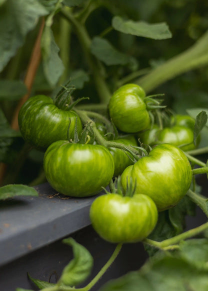 Grüne Zebra Tomatensamen von Semenlina, keimfähige Samen für den Anbau von bunten, gestreiften Tomaten im Garten.