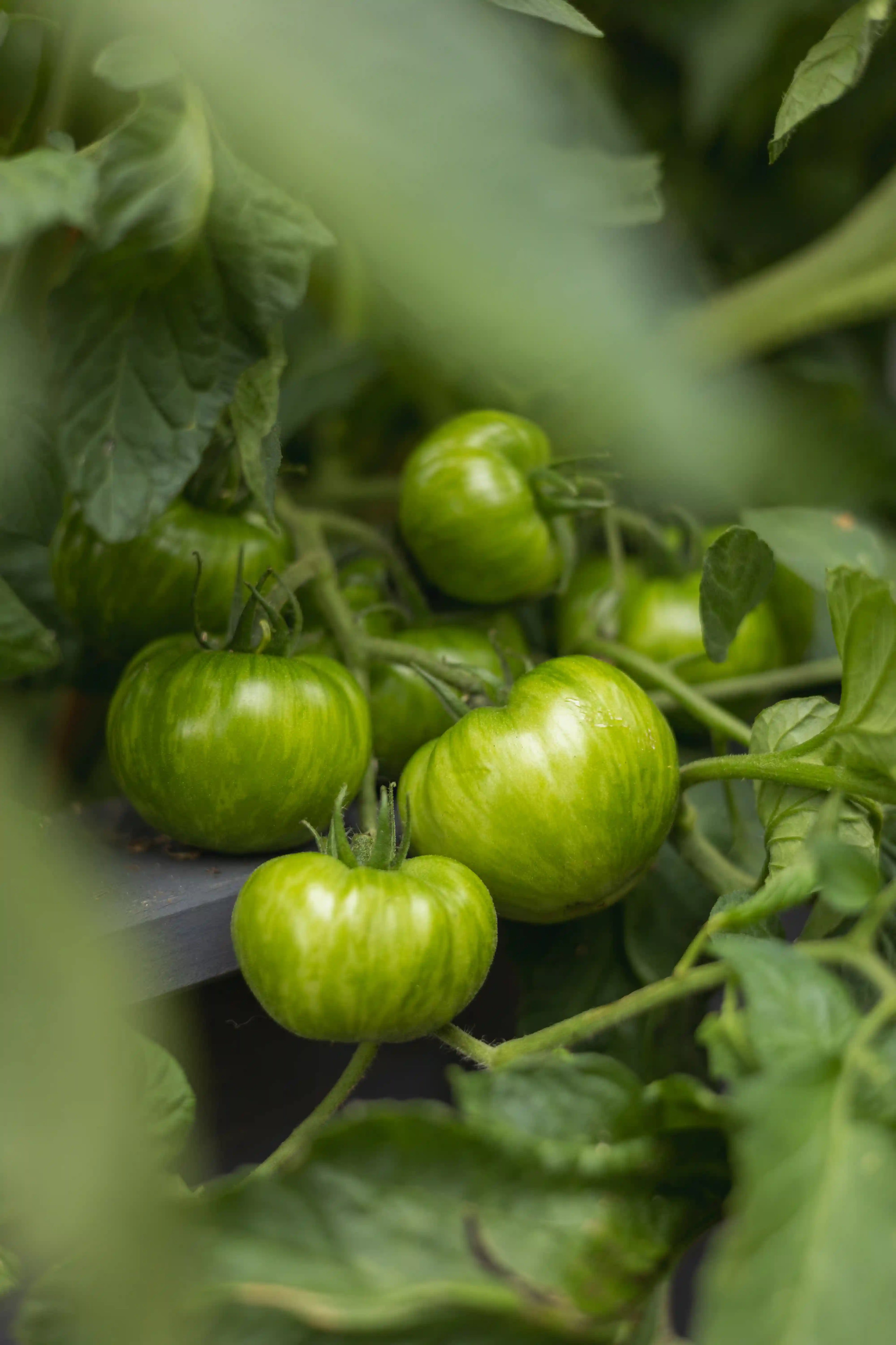 Grüne Zebra Tomatensamen von Semenlina, für den Anbau von aromatischen, gestreiften grünen Tomaten im Garten.