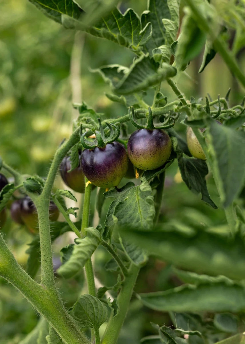 Bosque Blue Bumblebee - Tomatensamen - Wurzelwerk Design