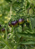 Bosque Blue Bumblebee - Tomatensamen - Wurzelwerk Design