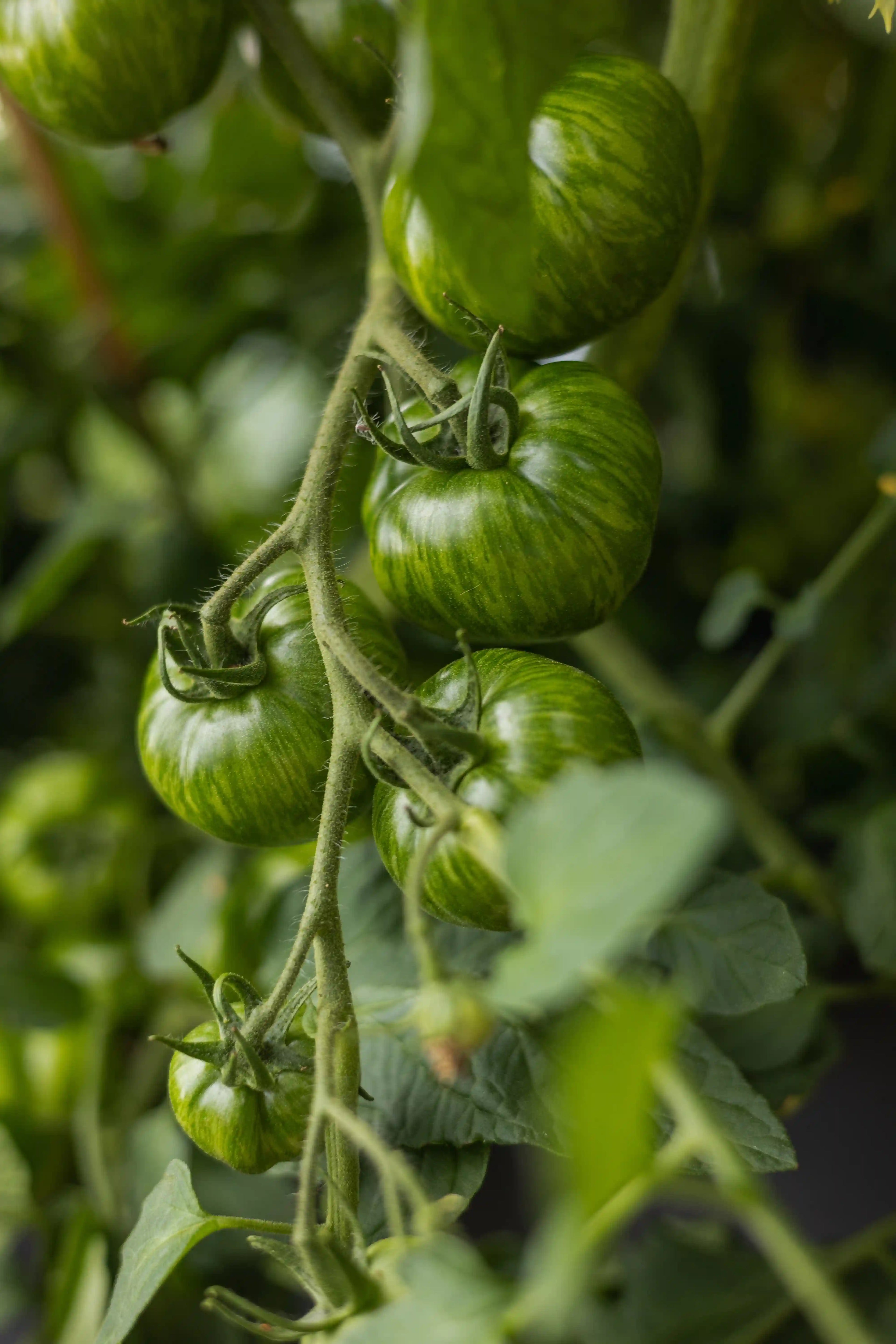 Grüne Zebra Tomatensamen von Semenlina, ideal für den Anbau von bunten, gestreiften Tomaten im Garten oder auf dem Balkon.