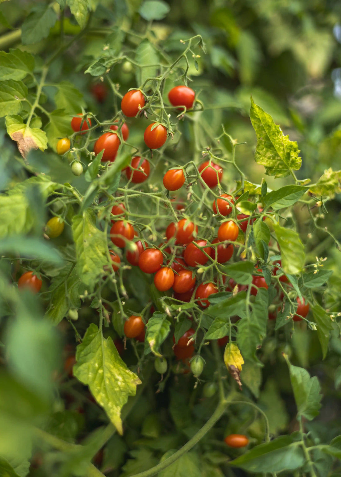 Johannisbeertomate Tomatensamen von Semenlina, Nahaufnahme der kleinen roten Tomatensamen auf weißem Hintergrund