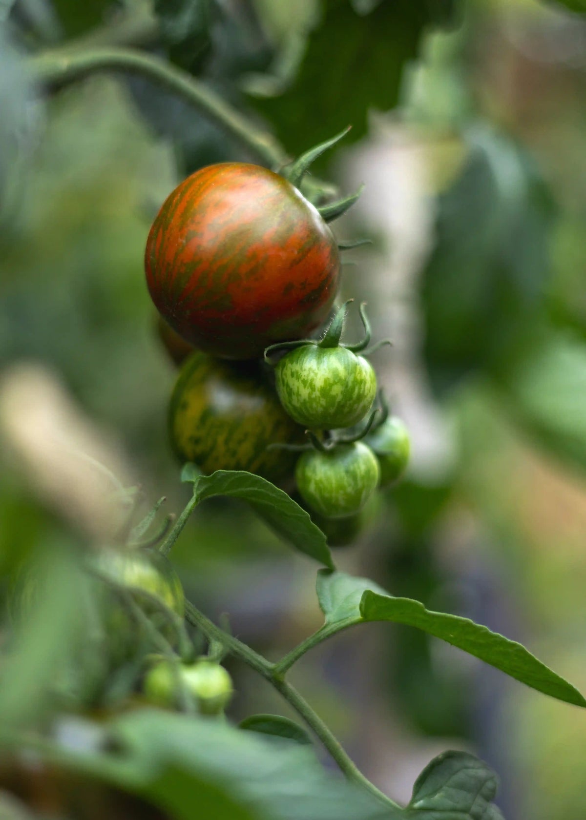 Schwarze Zebra Tomatensamen von Semenlina, hochwertige Samen für den Anbau von schwarzen, gestreiften Tomaten, Nahaufnahme der Samen
