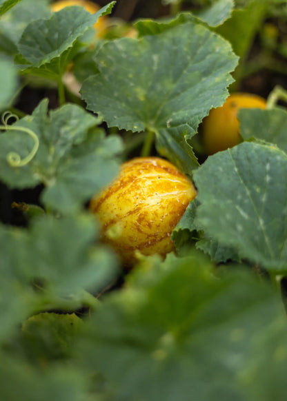 Zironengurke Gurkensamen von Semenlina, frisch und keimfähig, ideal für den Anbau im Garten, detailreiche Nahaufnahme der Samen