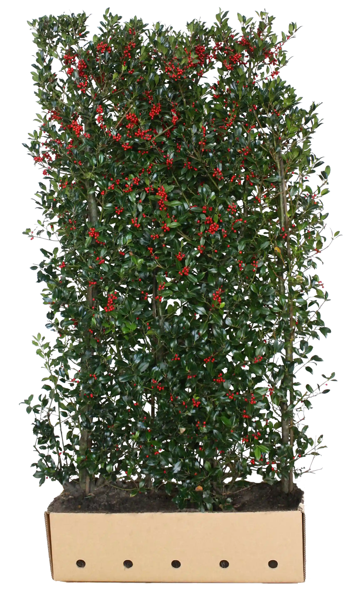 Dichte Ilex meserveae "Heckenfee" Fertighecke, 200cm hoch, grüne Heckenpflanzen von QuickHedge, mit glänzenden Blättern.