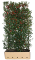 Dichte Ilex meserveae "Heckenfee" Fertighecke, 200cm hoch, grüne Heckenpflanzen von QuickHedge, mit glänzenden Blättern.