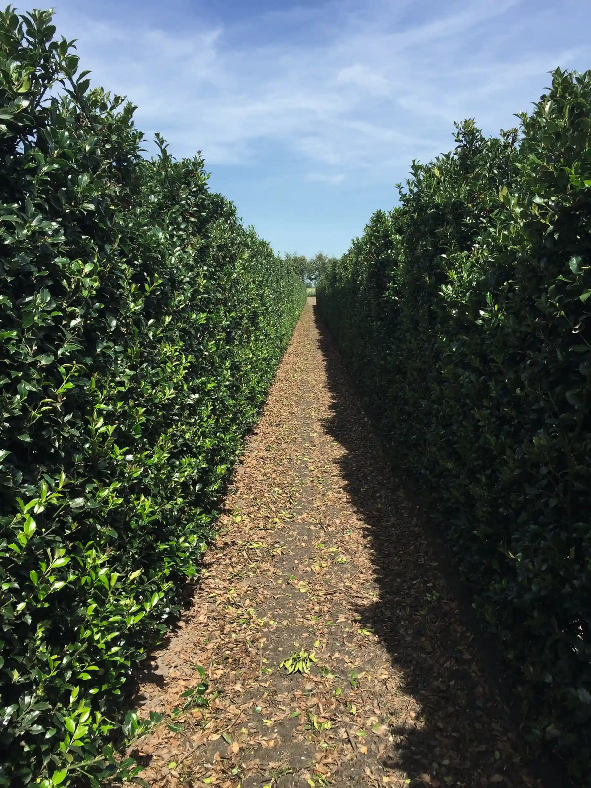 Ilex meserveae "Blue Maid" Fertighecke, 200 cm hohe Heckenpflanzen von QuickHedge im Sommer, grüne Laubhecke