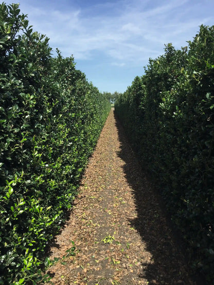 Ilex meserveae "Blue Maid" Fertighecke, 200 cm hohe Heckenpflanzen von QuickHedge im Sommer, grüne Laubhecke