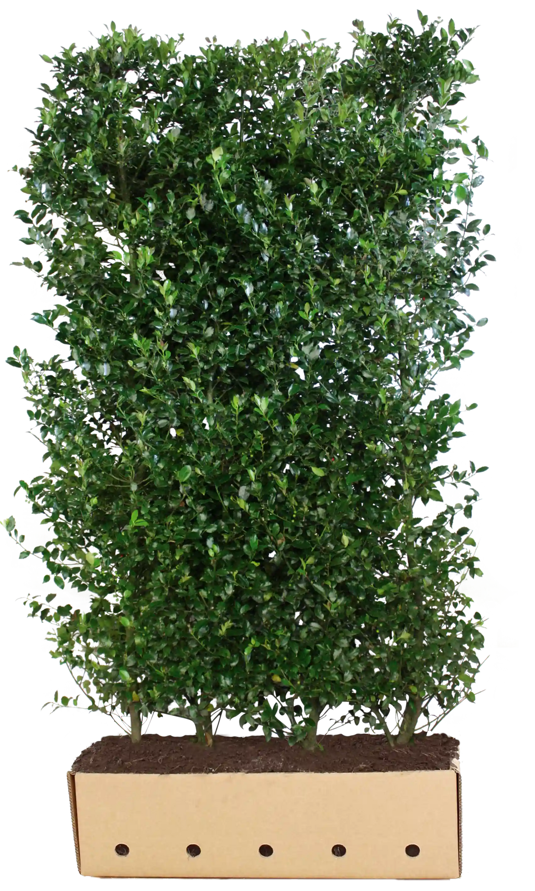 Dichte Ilex meserveae "Heckenblau" Heckenpflanze, 200 cm hoch, mit blauen Blättern, von QuickHedge als Fertighecke.
