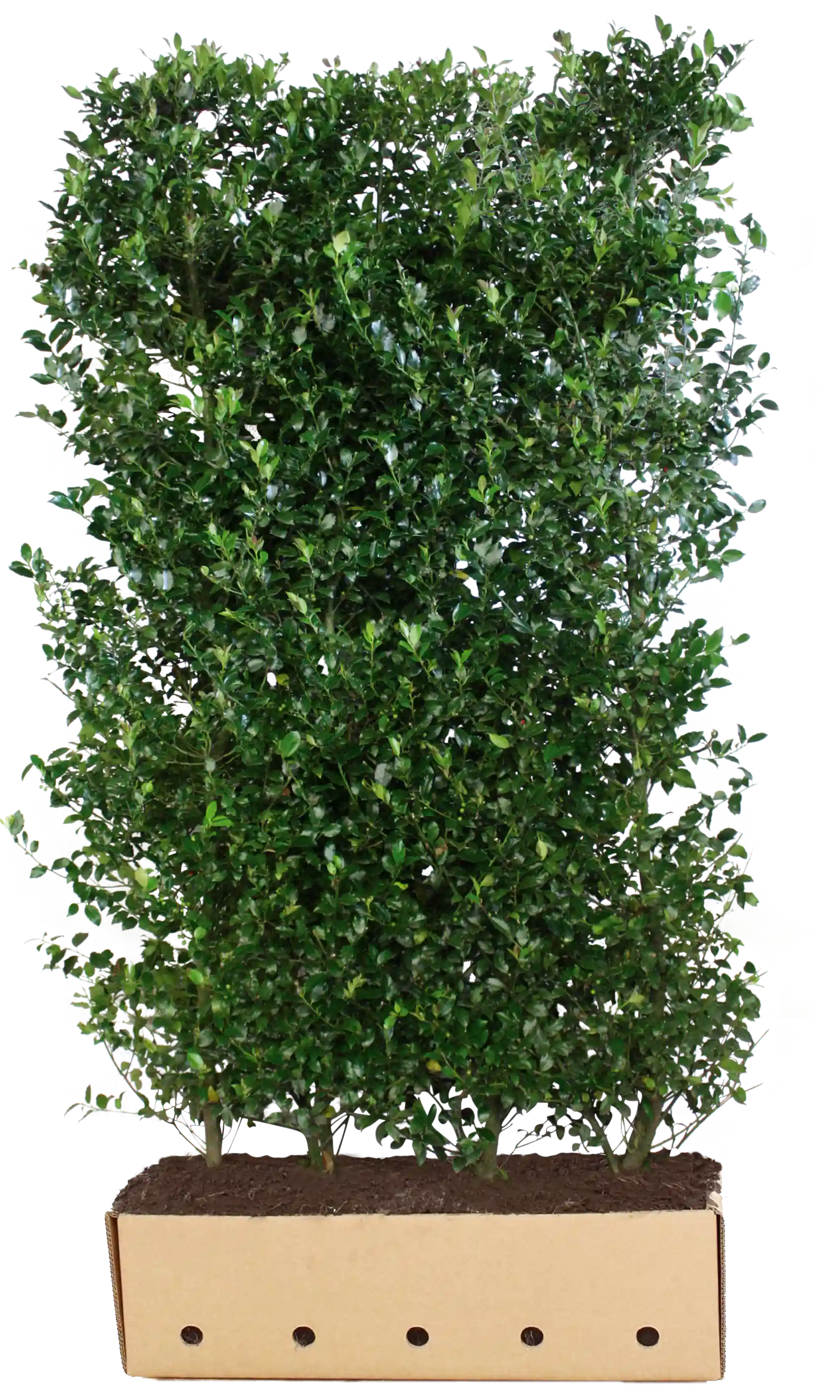 Dichte Ilex meserveae "Heckenblau" Heckenpflanze, 200 cm hoch, mit blauen Blättern, von QuickHedge als Fertighecke.