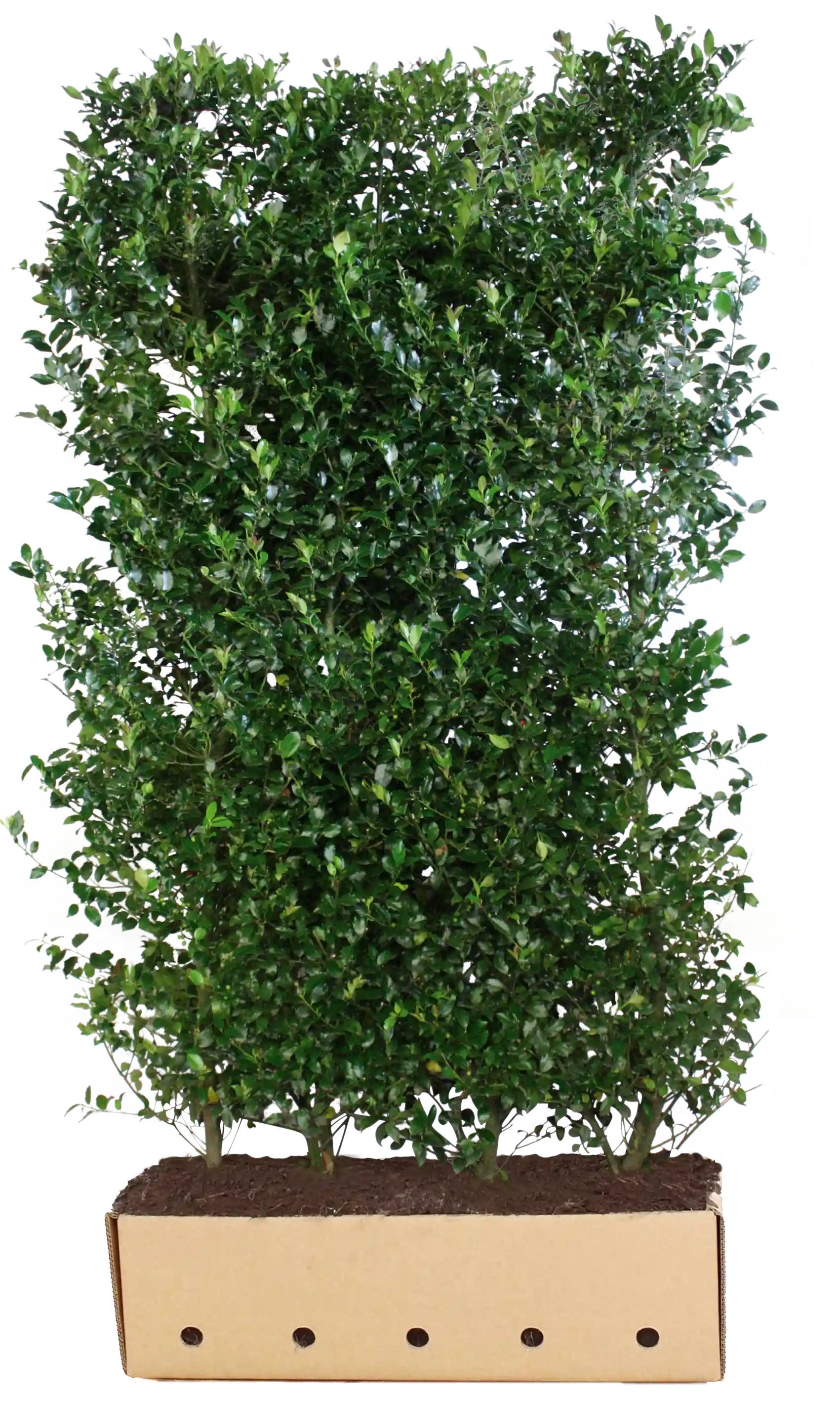 Dichte Ilex meserveae "Heckenblau" Heckenpflanze, 200 cm hoch, mit blauen Blättern, von QuickHedge als Fertighecke.