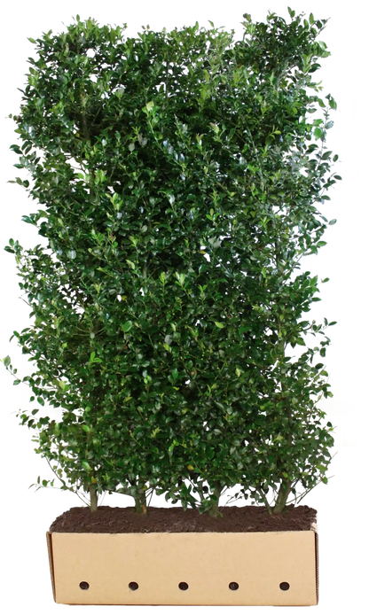 Dichte Ilex meserveae "Heckenblau" Heckenpflanze, 200 cm hoch, mit blauen Blättern, von QuickHedge als Fertighecke.