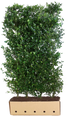 Dichte Ilex meserveae "Heckenblau" Heckenpflanze, 200 cm hoch, mit blauen Blättern, von QuickHedge als Fertighecke.