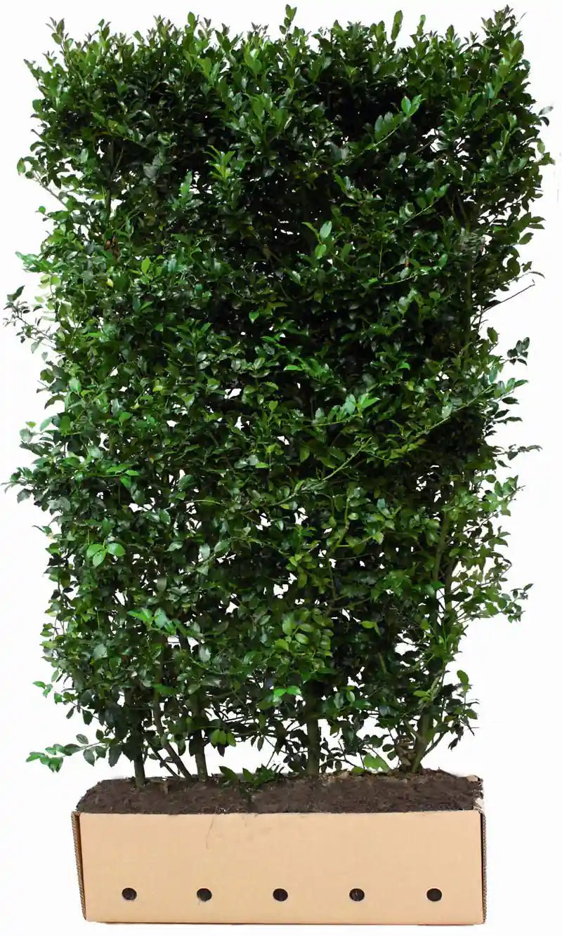 Dichte Ilex meserveae "Blue Maid" Heckenpflanzen in 200 cm für schnelle Heckenbildung, von QuickHedge, mit grünen Blättern und blauen Beeren