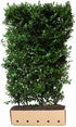 Dichte Ilex meserveae "Blue Maid" Heckenpflanzen in 200 cm für schnelle Heckenbildung, von QuickHedge, mit grünen Blättern und blauen Beeren