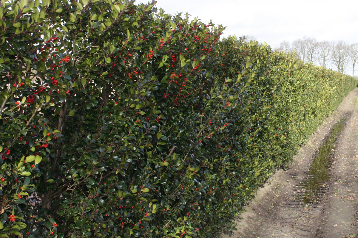 Dichte Ilex meserveae "Blue Maid" Heckenpflanze, 200 cm hoch, winterhart, von QuickHedge für Gartenhecke, grüne blätter, winterliche Szene