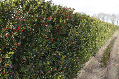 Dichte Ilex meserveae "Blue Maid" Heckenpflanze, 200 cm hoch, winterhart, von QuickHedge für Gartenhecke, grüne blätter, winterliche Szene