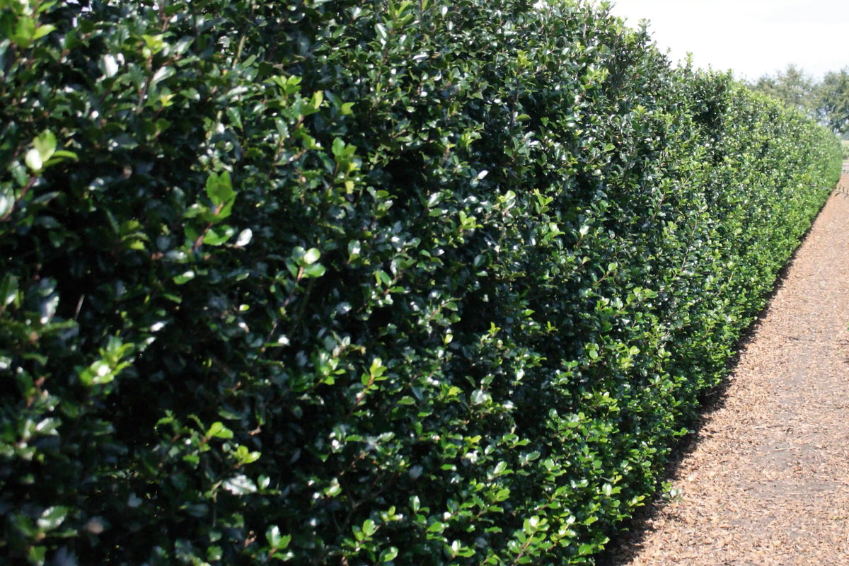 Blaue Ilex meserveae Heckenpflanzen von QuickHedge, fertig gewachsen, 120-200 cm, grüne Blätter, perfekt für Hecken und Sichtschutz