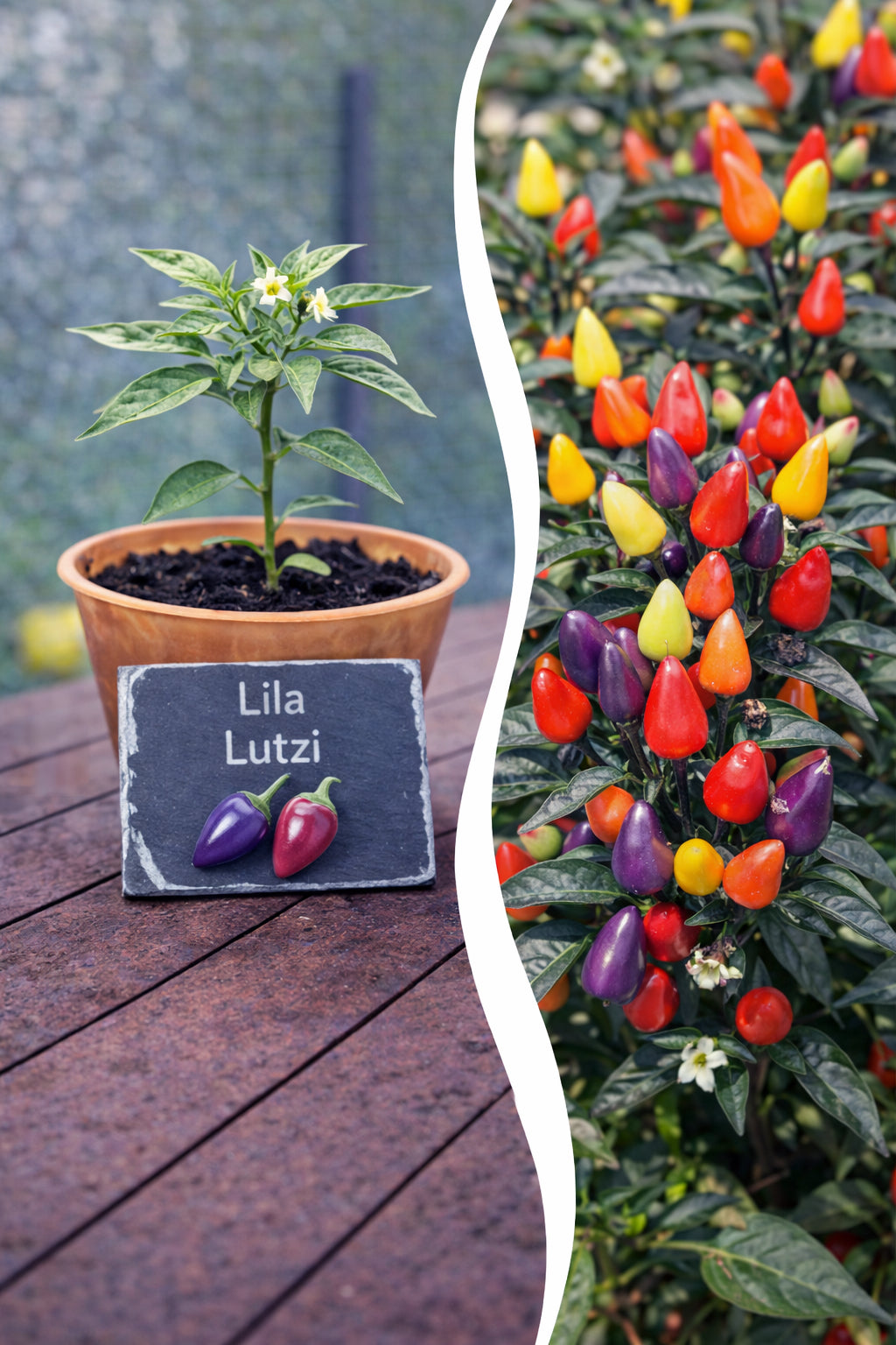 Lila Lutzi Chili Jungpflanze von Semenlina, junge Pflanze mit grünen Blättern und lila Chili-Früchten, auf Bild sichtbar