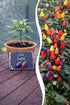 Lila Lutzi Chili Jungpflanze von Semenlina, junge Pflanze mit grünen Blättern und lila Chili-Früchten, auf Bild sichtbar