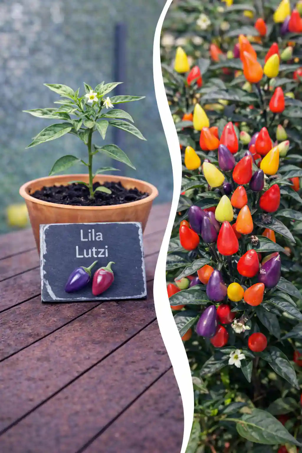 Lila Lutzi Chili Jungpflanze von Semenlina, junge Pflanze mit grünen Blättern und lila Chili-Früchten, auf Bild sichtbar