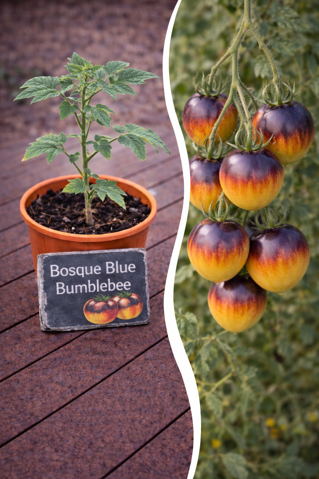 Jungpflanze Tomate Bosque Blue Bumblebee von Semenlina, junge Tomatenpflanze mit grünen Blättern und kleinen Blüten.