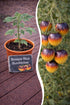 Jungpflanze Tomate Bosque Blue Bumblebee von Semenlina, junge Tomatenpflanze mit grünen Blättern und kleinen Blüten.