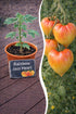 Jungpflanze der Tomate Rainbow Jazz Heart von Semenlina, junge Tomatenpflanze mit grünen Blättern und kleinen Früchten