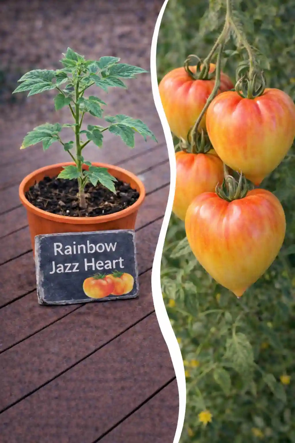 Jungpflanze der Tomate Rainbow Jazz Heart von Semenlina, junge Tomatenpflanze mit grünen Blättern und kleinen Früchten