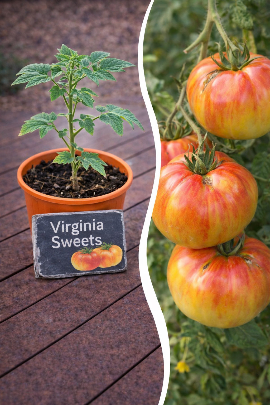 Jungpflanze Tomate Virginia Sweets von Semenlina, junge Tomatenpflanze mit grünen Blättern und kleinen Tomatenknospen