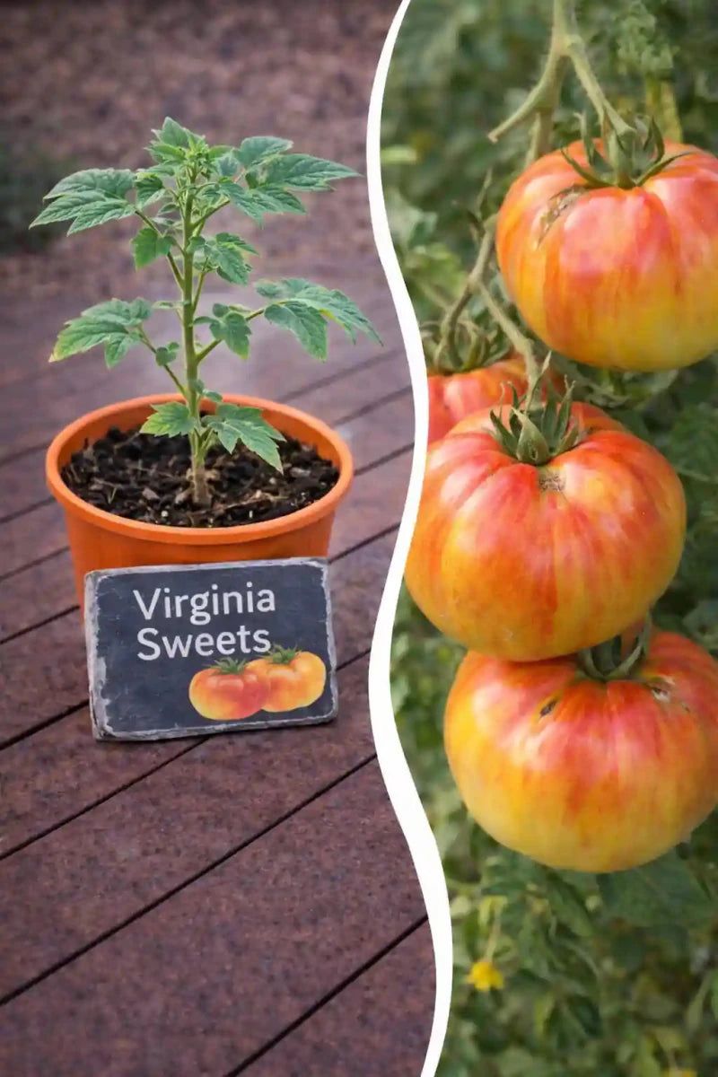 Jungpflanze Tomate - Virginia Sweets - Wurzelwerk Design