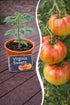 Jungpflanze Tomate - Virginia Sweets - Wurzelwerk Design